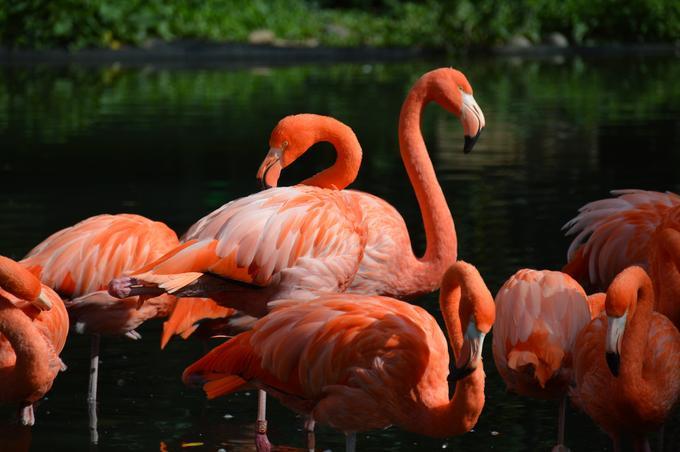 Pink flamingos - 80 Creative and inspiring engagement party ideas - Image