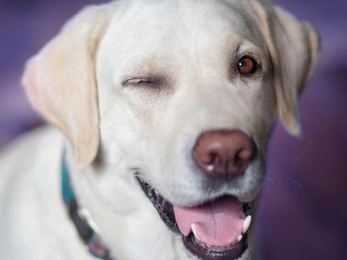 Winking dog - 80 Creative and inspiring engagement party ideas - Image